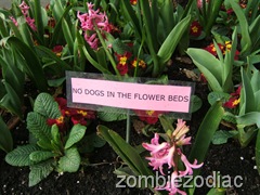 Dog Flowers