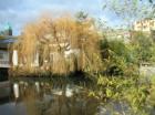 Chinese Garden with old skyline