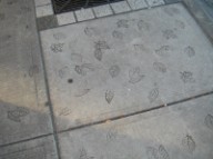Leaf stamped sidewalk