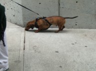 wiener dog