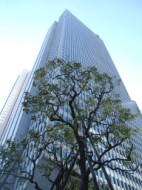 skyscrapers in Shinjuku